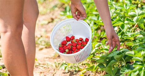 nackt gartenarbeit|'nackt im garten' Search .